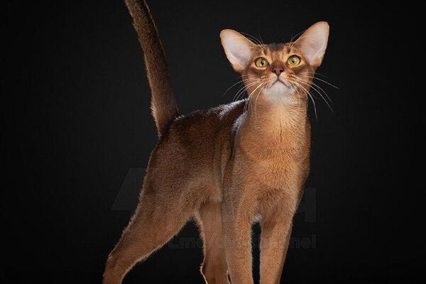 Un gato de Rusia encabeza el ranking mundial de 2025, reporta la Federación Mundial Felina - Sputnik Mundo