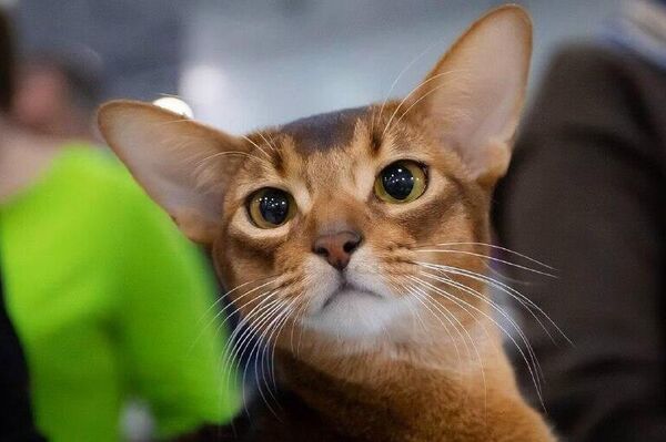 Un gato de Rusia encabeza el ranking mundial de 2025, reporta la Federación Mundial Felina - Sputnik Mundo