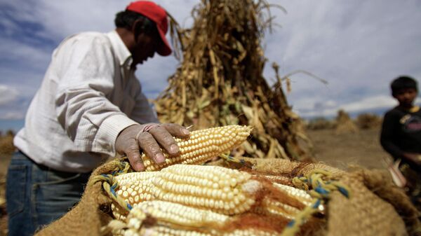 Maíz en México. Imagen de referencia. - Sputnik Mundo