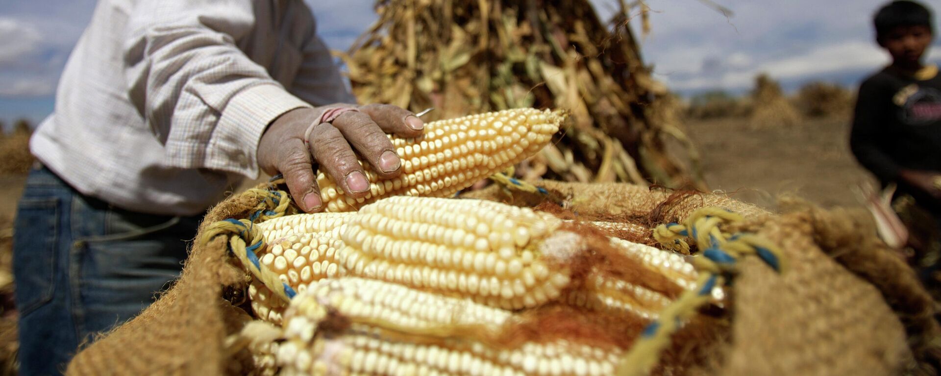 Maíz en México. Imagen de referencia. - Sputnik Mundo, 1920, 15.01.2026