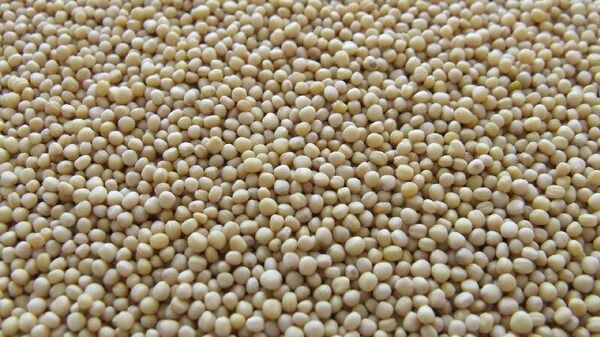 Brasil producirá más de 182 millones de toneladas de soja en 2026, estima consultora - Sputnik Mundo