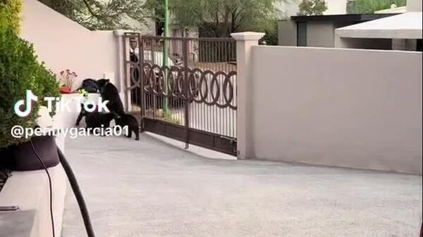 Peludos ladrones roban cosas de un futbolista del equipo mexicano Tigres - Sputnik Mundo