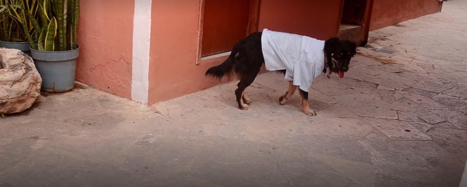 Funcionario de pocas pulgas: una ciudad en México nombró a un perrito en un puesto directivo - Sputnik Mundo, 1920, 19.01.2026