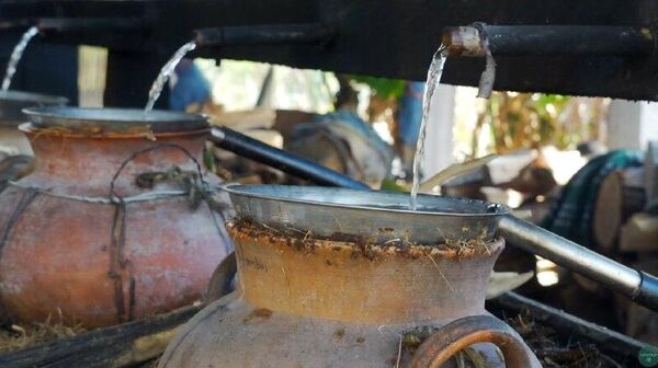 Se dispara hasta 300% el precio del mezcal artesanal en México - Sputnik Mundo