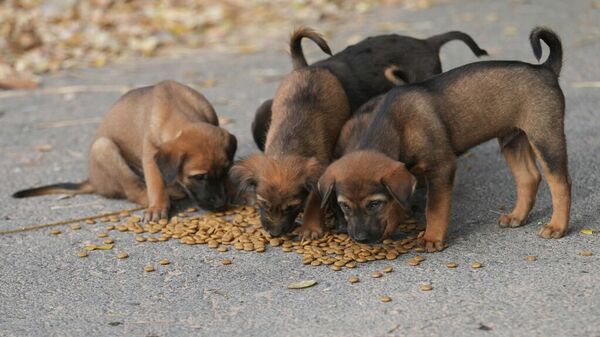 Más de un millón de perros viven en las calles de la Ciudad de México - Sputnik Mundo