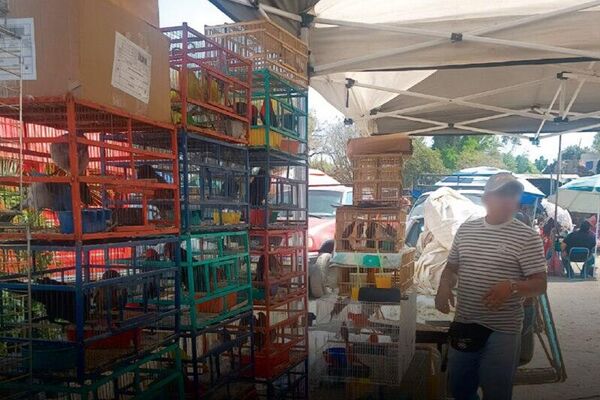 México asegura más de 100 aves silvestres que estaban en el mercado ilegal - Sputnik Mundo
