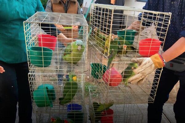 México asegura más de 100 aves silvestres que estaban en el mercado ilegal - Sputnik Mundo