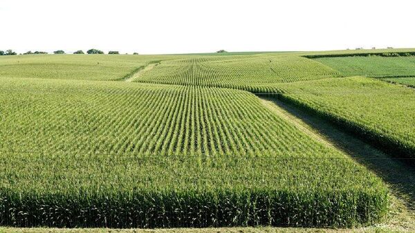 China logra un nuevo récord en producción de granos durante 2025 - Sputnik Mundo