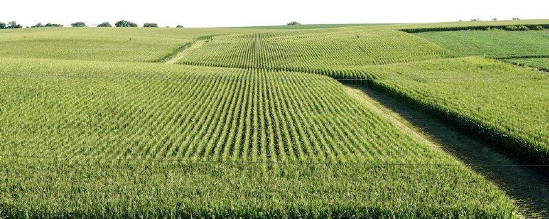 China logra un nuevo récord en producción de granos durante 2025 - Sputnik Mundo, 1920, 23.01.2026