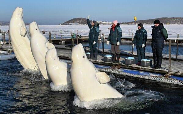 Especialistas adiestran belugas (Delphinapterus leucas) en un acuario de la ciudad rusa de Vladivostok. - Sputnik Mundo