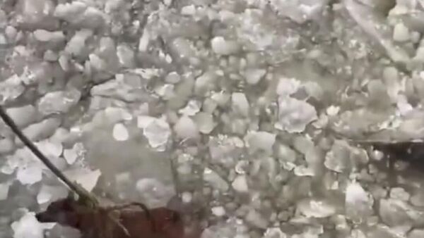 Más perdido que un perro en medio de un río: marineros rusos rescatan a un can atrapado en el hielo - Sputnik Mundo