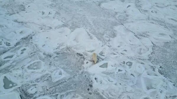 ‍ Un inusual encuentro entre un oso blanco y un rompehielos ocurre en uno de los mares más fríos de Rusia - Sputnik Mundo