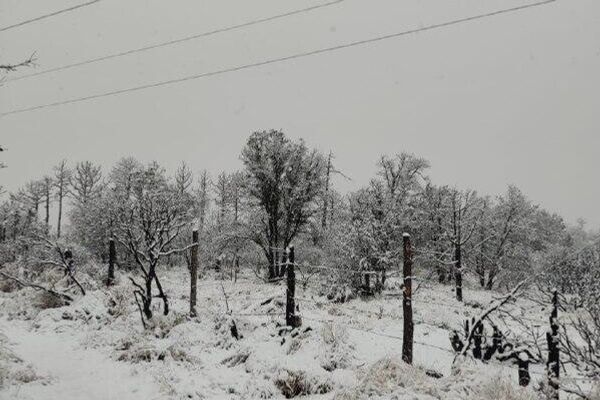 México también emite alerta en la zona norte del país por la tormenta invernal - Sputnik Mundo