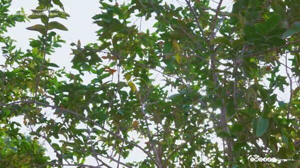 La economía y la inversión centran la reunión del presidente de EAU con el enviado presidencial ruso La economía y la inversión centran la reunión del presidente de EAU con el enviado presidencial ruso - Sputnik Mundo