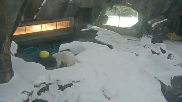 El que más disfruta la tormenta de nieve en Misuri, EEUU - Sputnik Mundo