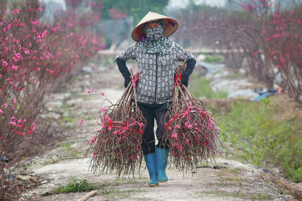 Una mujer vietnamita porta ramas de melocotonero para los adornos con motivo de la próxima celebración del Año Nuevo Lunar. - Sputnik Mundo