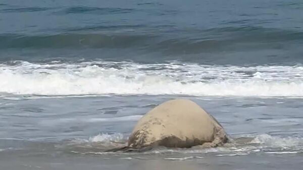 ¡Que no terminen las vacaciones! - Sputnik Mundo