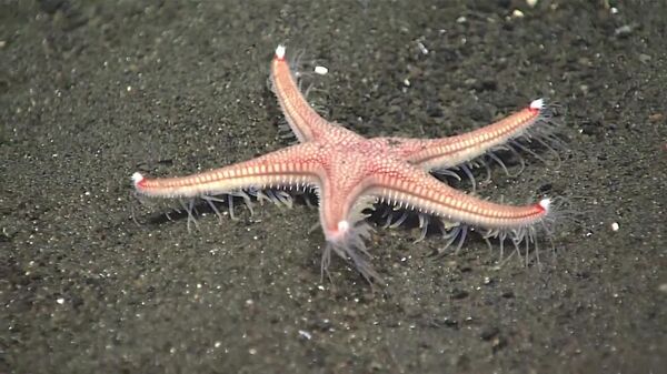 ⭐ Una estrella de mar en movimiento roba miradas en las profundidades del océano - Sputnik Mundo