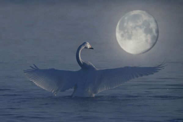 Un cisne sobre el lago Svétloye, en la región rusa de Altái. El lago permanece sin congelar, incluso durante las heladas más severas, gracias a los manantiales que brotan de su fondo, por lo que los cisnes regresan aquí con regularidad para pasar el invierno. - Sputnik Mundo