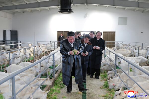 El mandatario norcoreano, Kim Jong-un, asiste a la inauguración de una granja de ganado en Pyongan del Norte, Corea del Norte. - Sputnik Mundo