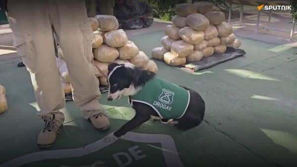 Cachorro carabinero da un golpe millonario al narcotráfico - Sputnik Mundo