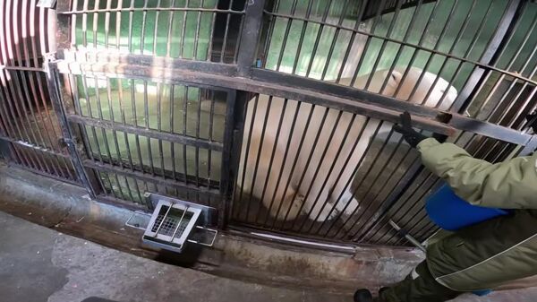 ‍ Terpey, el oso polar que entrena a cambio de premios - Sputnik Mundo