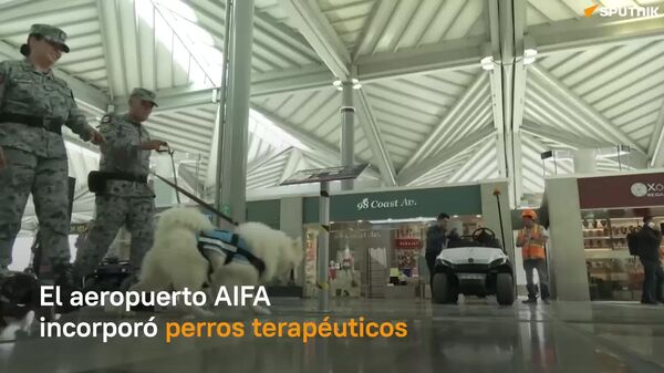 Patas al rescate: un aeropuerto de México ofrece un inusual apoyo emocional a pasajeros - Sputnik Mundo