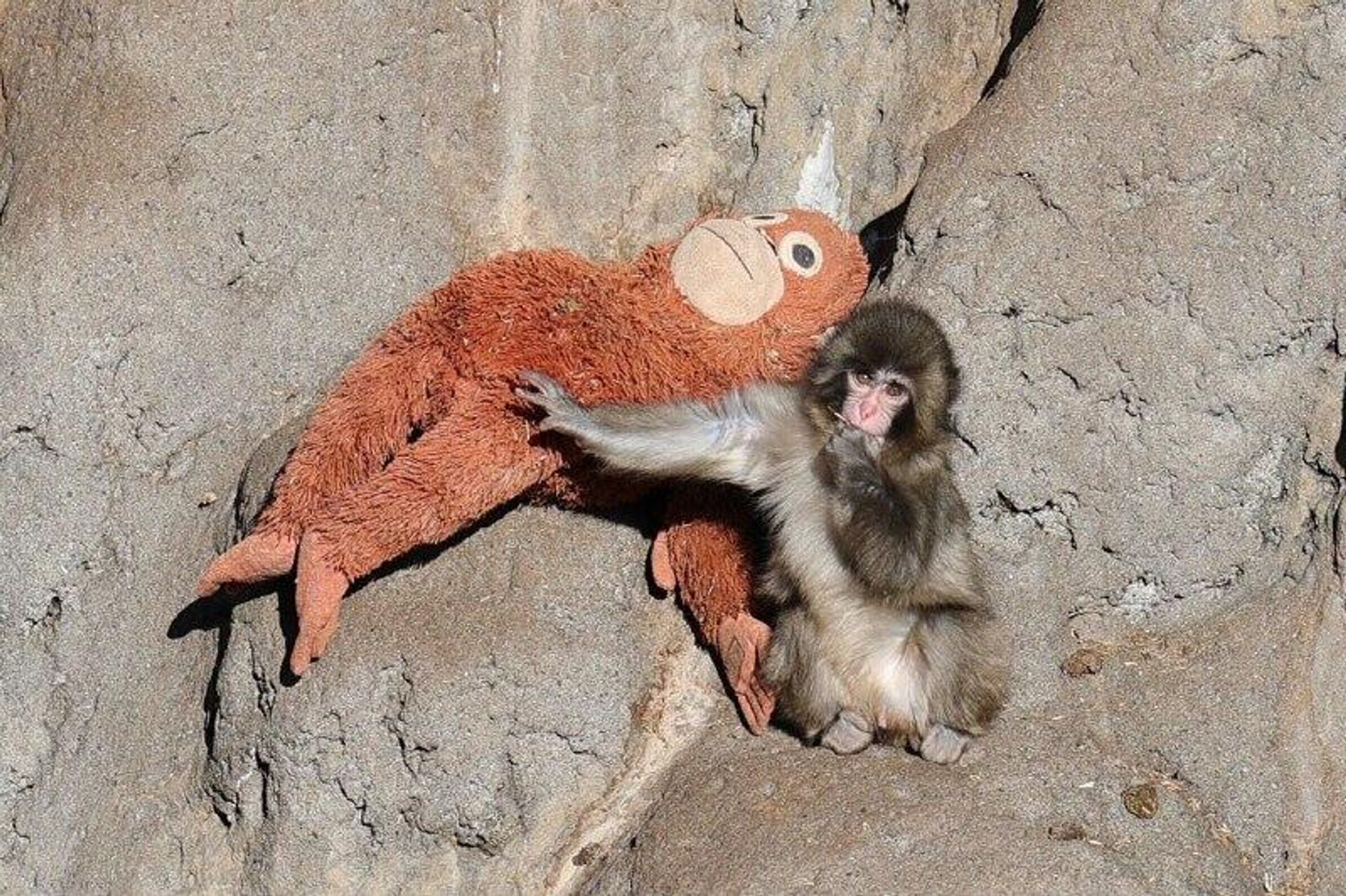 Monito de un zoológico japonés encuentra consuelo en un peluche - Sputnik Mundo, 1920, 09.02.2026