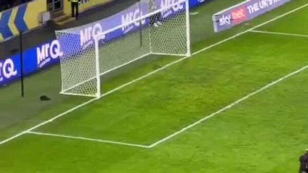 ¿Olvidó dónde dejó la nuez? Una ardilla interrumpe un partido de fútbol en Reino Unido - Sputnik Mundo