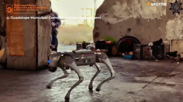 Patrulla mecánica: perros robóticos velarán por el orden en una ciudad mexicana - Sputnik Mundo