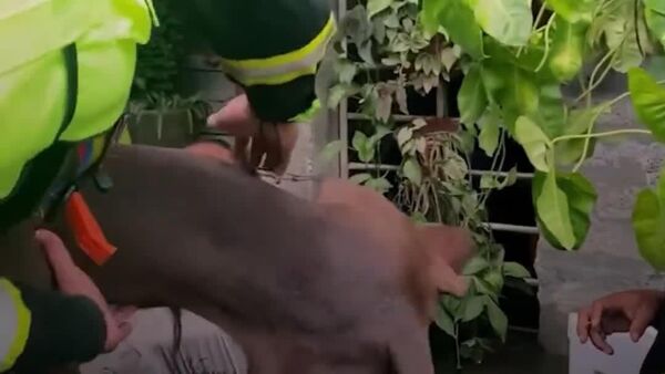 Equipos de emergencia colombianos rescatan a mascotas afectadas por las inundaciones en Córdoba - Sputnik Mundo