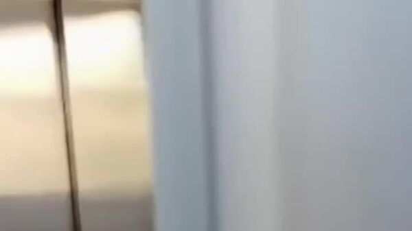 Sorpresa en un centro comercial de Brasil: aparece[ un oso hormiguero gigante] en sus instalaciones - Sputnik Mundo