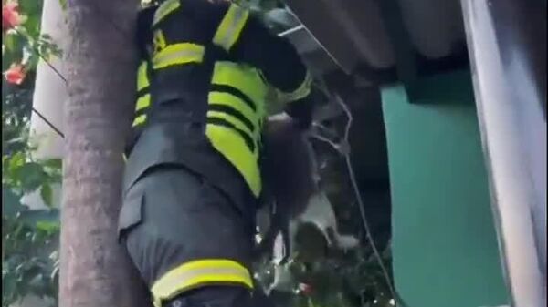 Héroe anónimo: policía salva a gatito en Córdoba - Sputnik Mundo