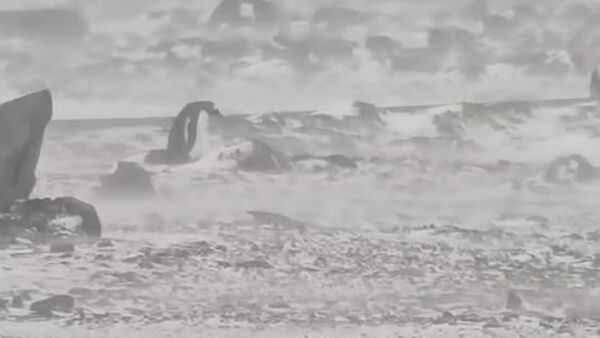 Pese a los vientos huracanados: a captan un pingüino impávido ante el clima - Sputnik Mundo