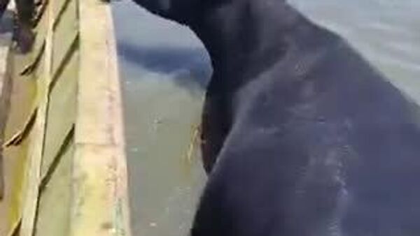 Inundaciones devastadoras en Colombia: miles de familias y sus mascotas son afectadas por los aguaceros - Sputnik Mundo