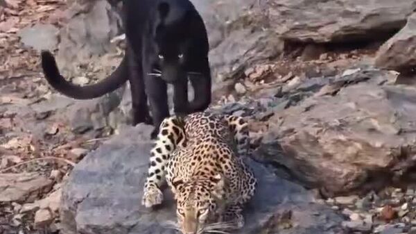 Pantera y leopardo: un encuentro inesperado en la sabana - Sputnik Mundo