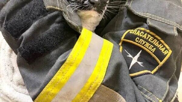 ‍⬛ ¡Por un pelo! Un gatito fue rescatado tras meterse a la lavadora - Sputnik Mundo