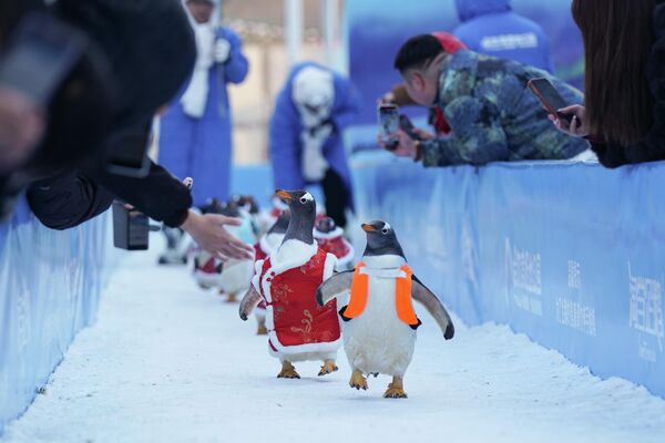Turistas observan un desfile de pingüinos en el Parque Polar de Harbin, con motivo de la llegada del Festival de Primavera, China. Los animales visten tang rojos, trajes tradicionales chinos, para dar la bienvenida al Festival de Primavera. - Sputnik Mundo