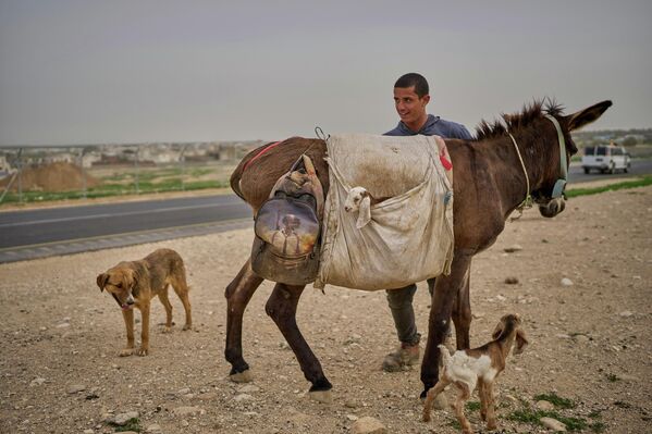 Un pastor palestino pastorea su rebaño en el valle del Jordán en Cisjordania. - Sputnik Mundo