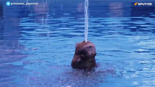 🫰 Amor a distancia: el romántico gesto de una morsa desde el Lejano Oriente ruso hasta Moscú - Sputnik Mundo