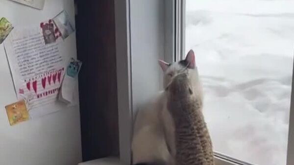 Amor sin barreras: suricata y gato conquistan redes - Sputnik Mundo