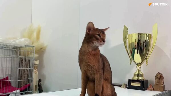 El gato más guapo del mundo ya tiene planes de pareja - Sputnik Mundo