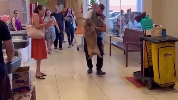 Una visita inesperada: Capibara se cuela en un supermercado en Brasil - Sputnik Mundo