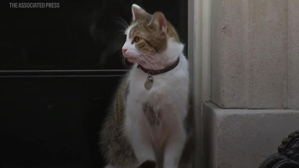 'Diplomático felino': el gato Larry cumple 15 años como principal cazador de ratones de Downing Street - Sputnik Mundo