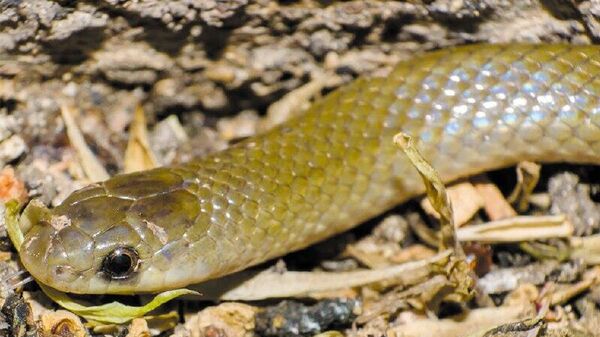 Descubren en México nueva especie de serpiente subterránea - Sputnik Mundo