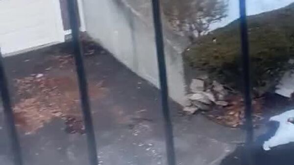 ¿La venganza de Acción de Gracias?: un grupo de pavos salvajes persiguen a repartidor en EEUU - Sputnik Mundo