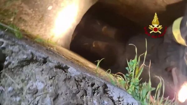 Perrito en apuros - Sputnik Mundo