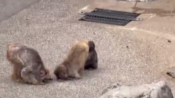 El monito Punch deja atrás su peluche y comienza a hacer amigos - Sputnik Mundo