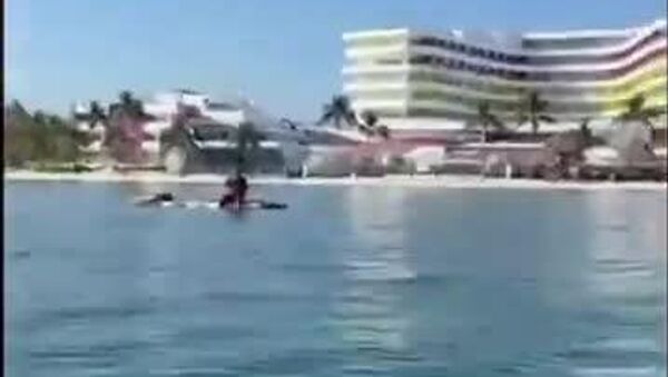 ⭐ Captan en México a persona sacando estrellas de mar, una especie protegida - Sputnik Mundo