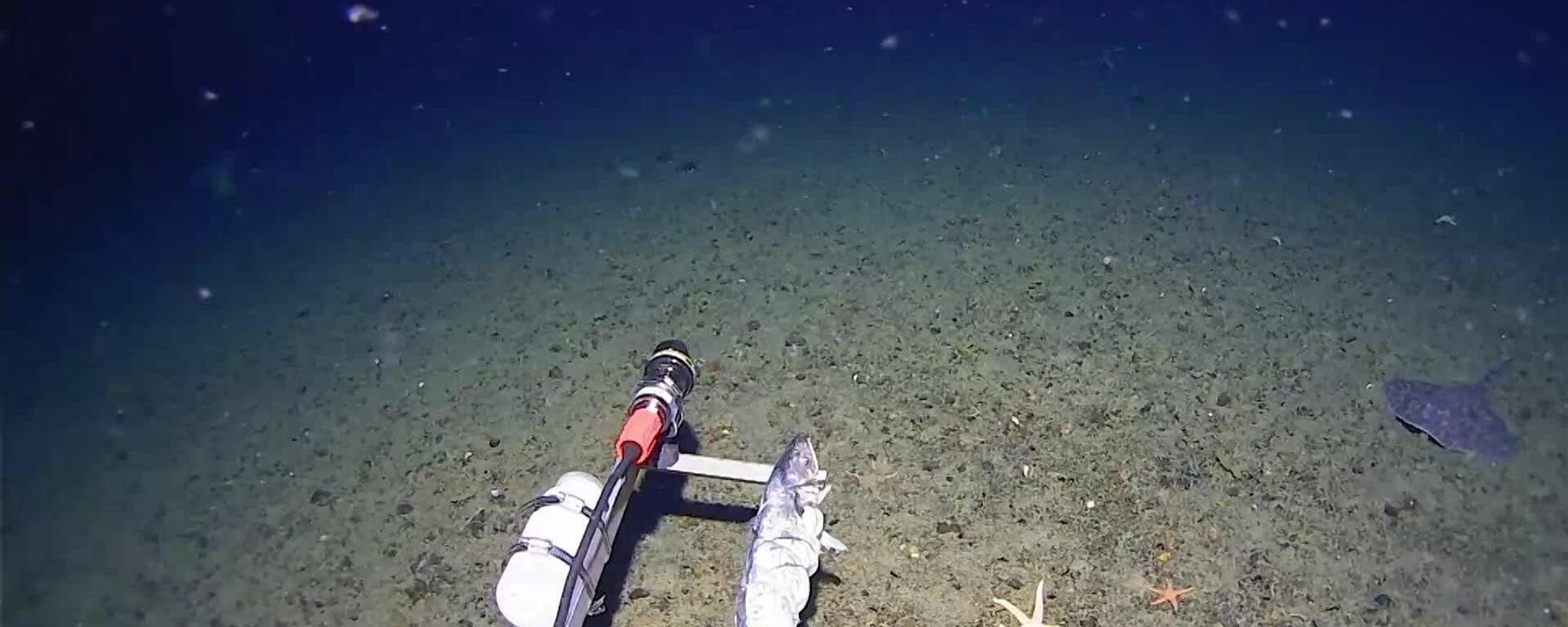 Los científicos detectan por primera vez un tiburón en las aguas de la Antártida Los científicos detectan por primera vez un tiburón en las aguas de la Antártida - Sputnik Mundo, 1920, 18.02.2026